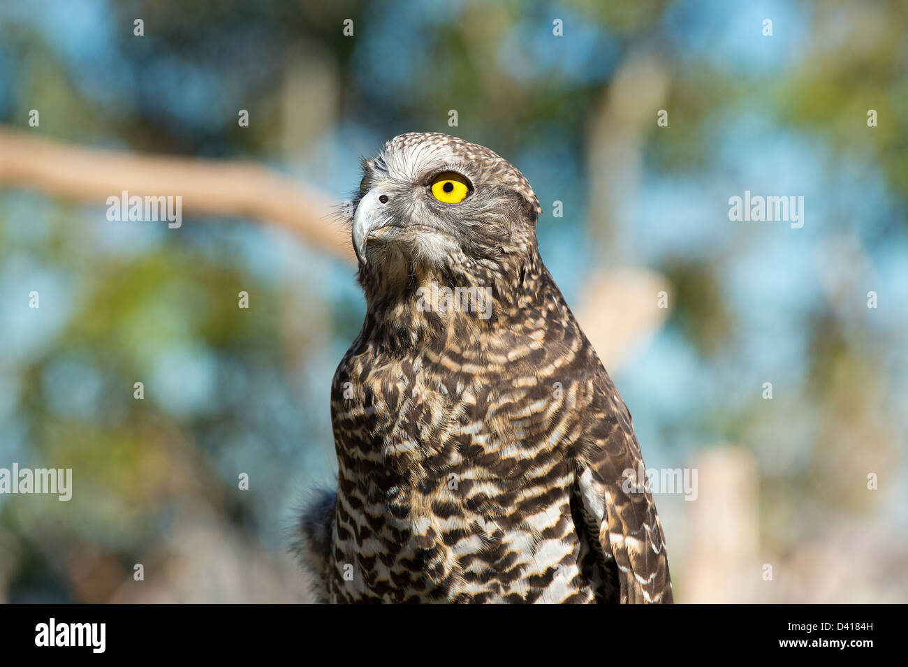 Powerful owl portrait Stock Photo - Alamy