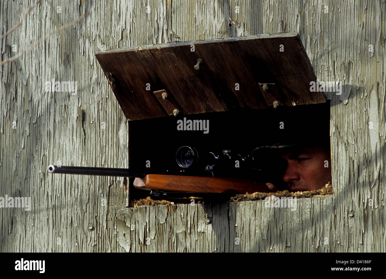 A South Texas whitetail deer hunter aiming his rifle from a tower blind ...