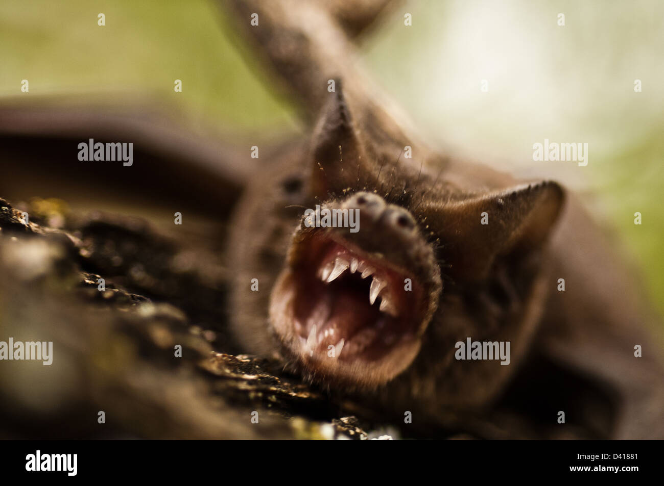 A Mexican free-tailed bat (Tadarida brasiliensis) snarling and showing its teeth Stock Photo