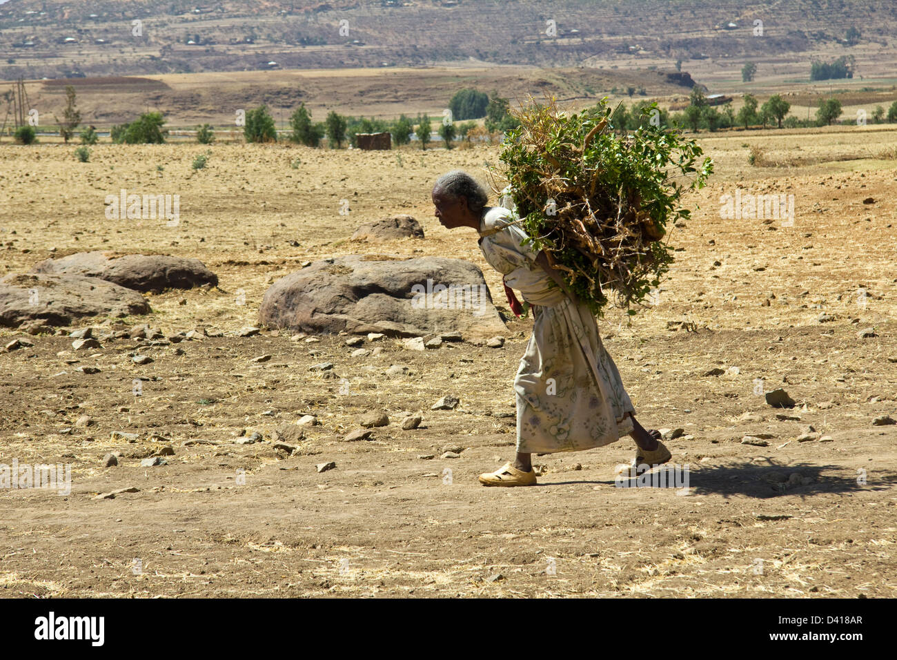 Old woman carrying kindling, Axum, Ethiopia Stock Photo