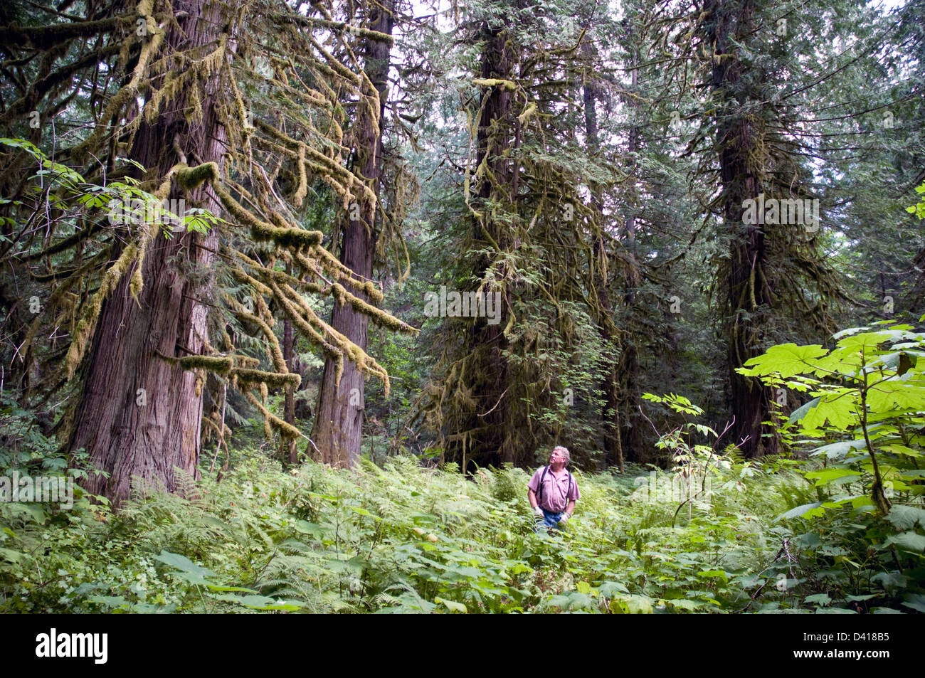 A man in a stand of old growth western red cedars, in Walker Island