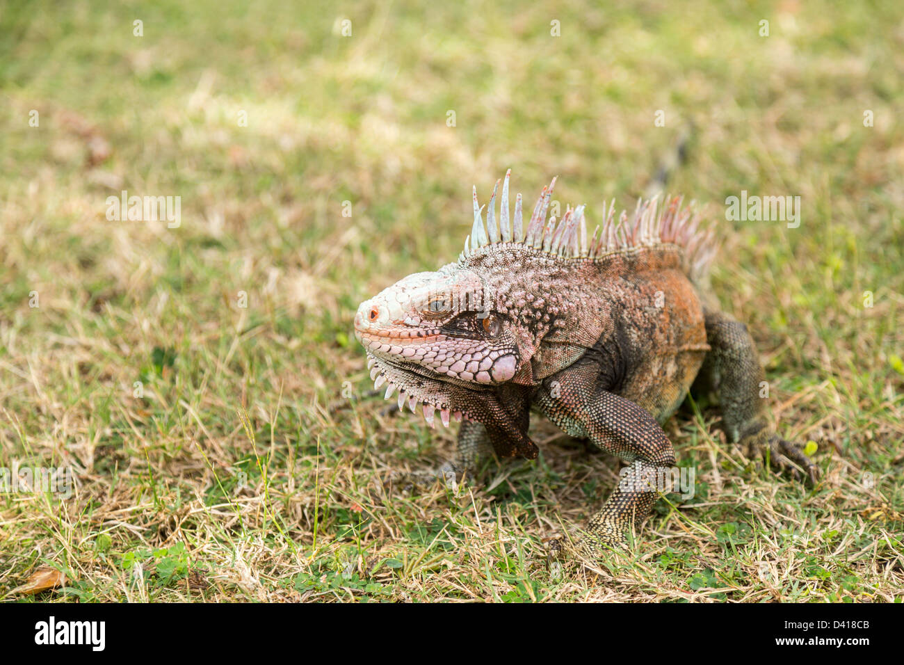 Close up of head of Iguana on lawn grass in island of St Thomas Stock Photo