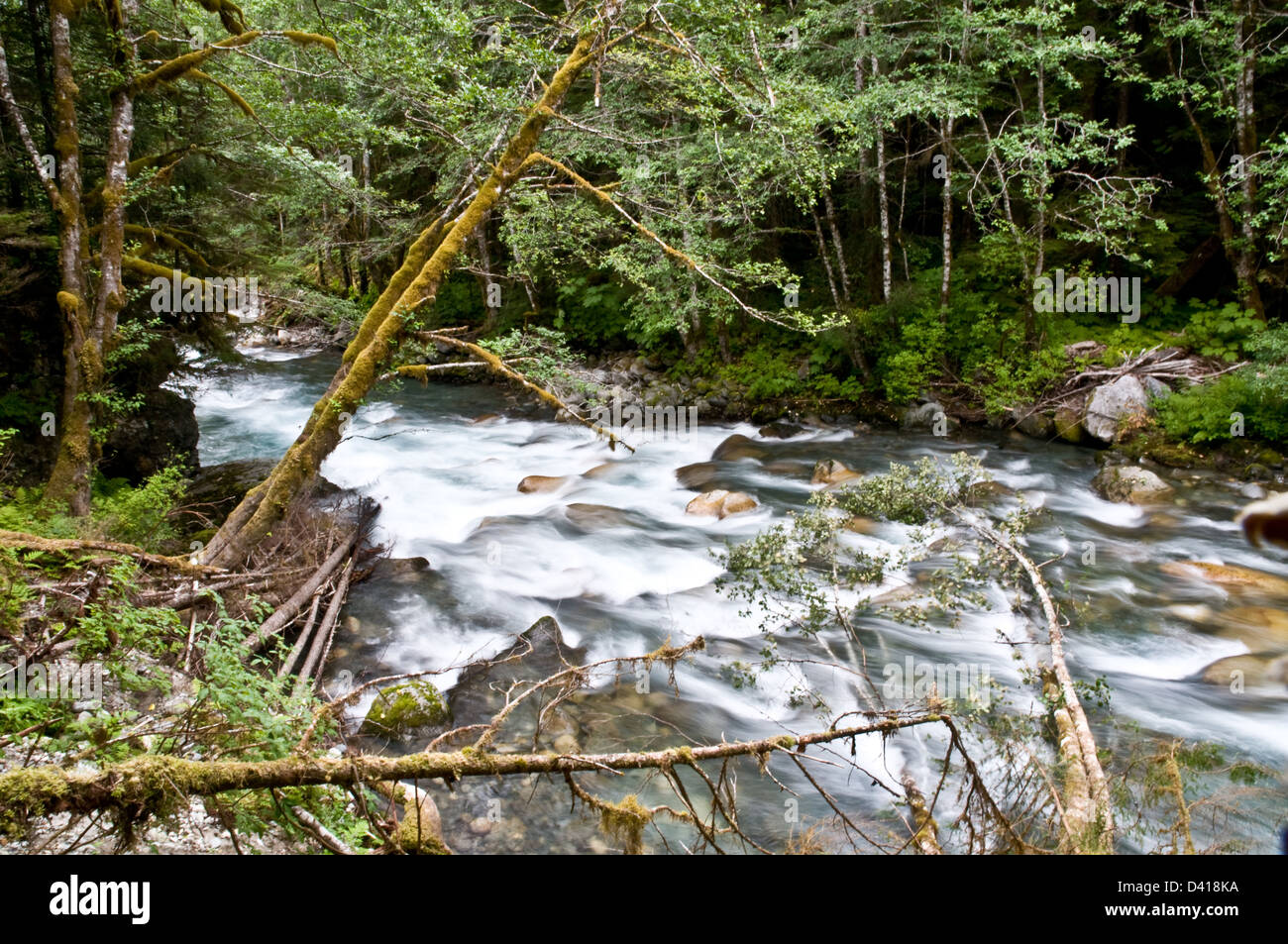 British columbia canada verdant creek hi-res stock photography and images -  Alamy