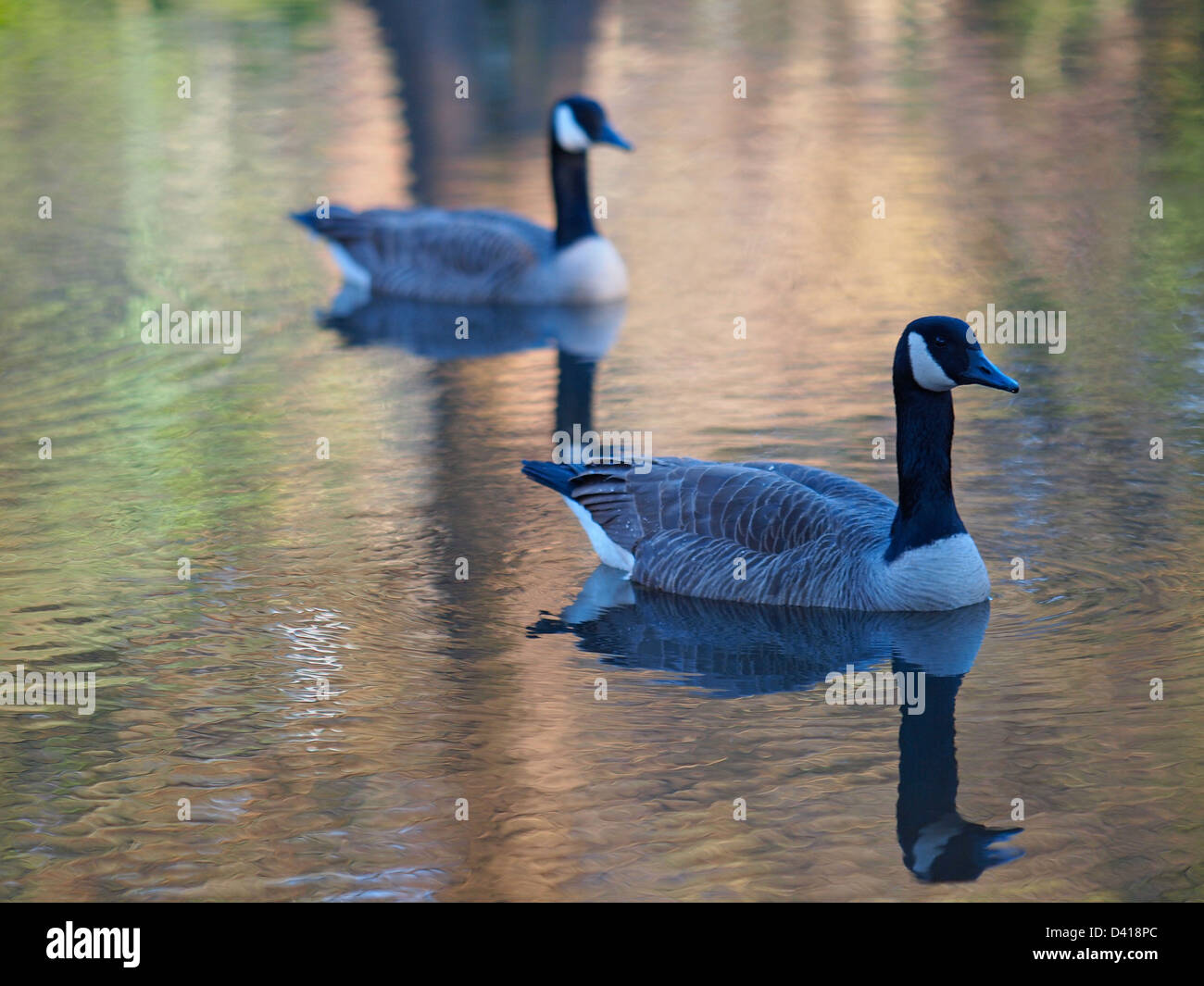 Canada Geese Glide Peacefully Across a Pond Stock Photo