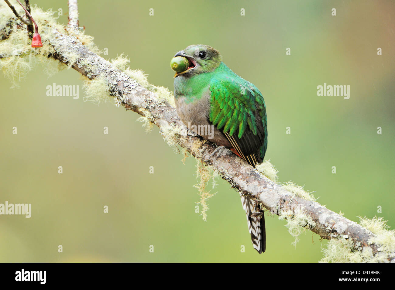 A female resplendent quetzal in the Talamanca Mountains of southern Cost Rica. Stock Photo