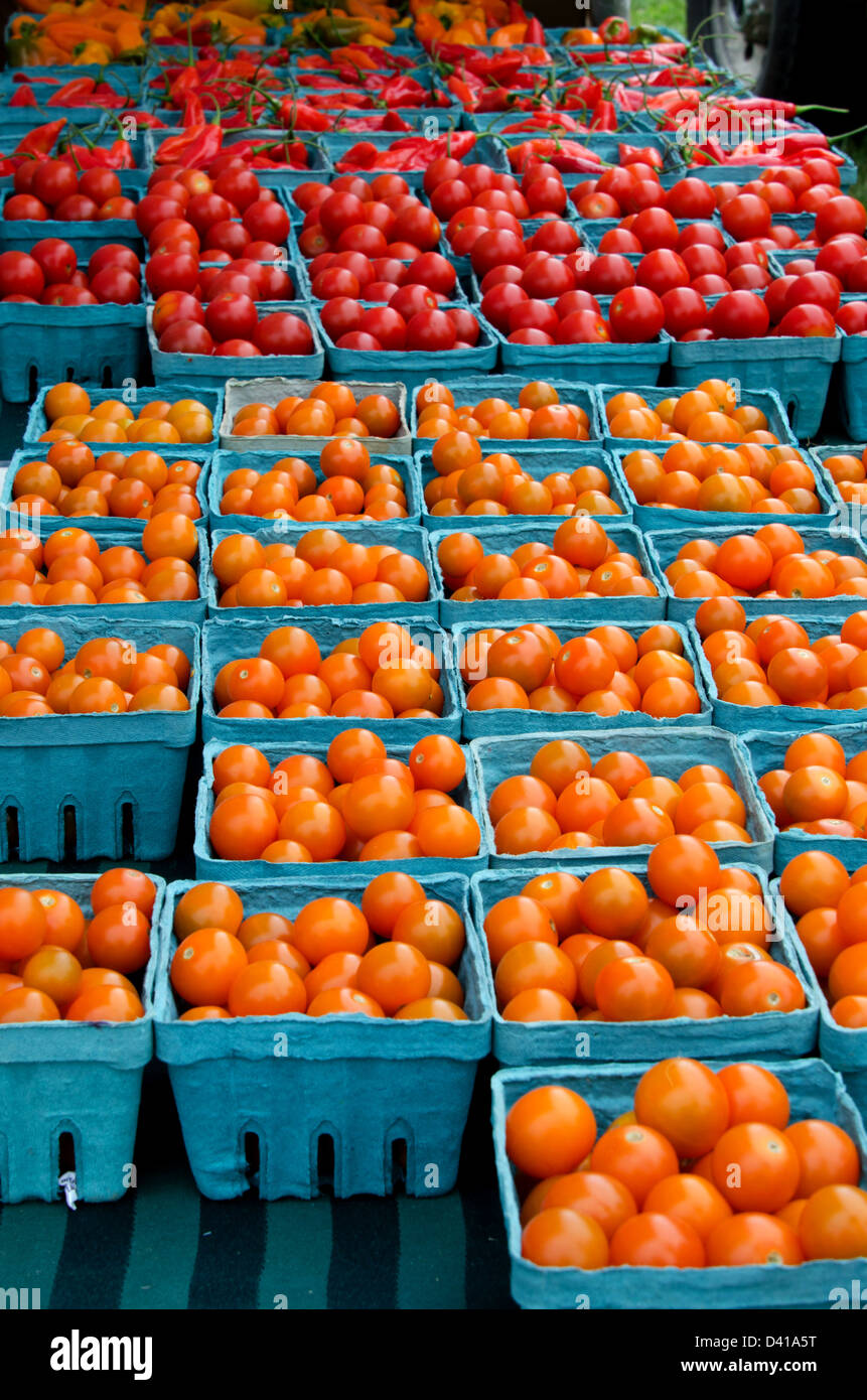 Turquoise boxes of bright orange and red cherry tomatoes at the Common