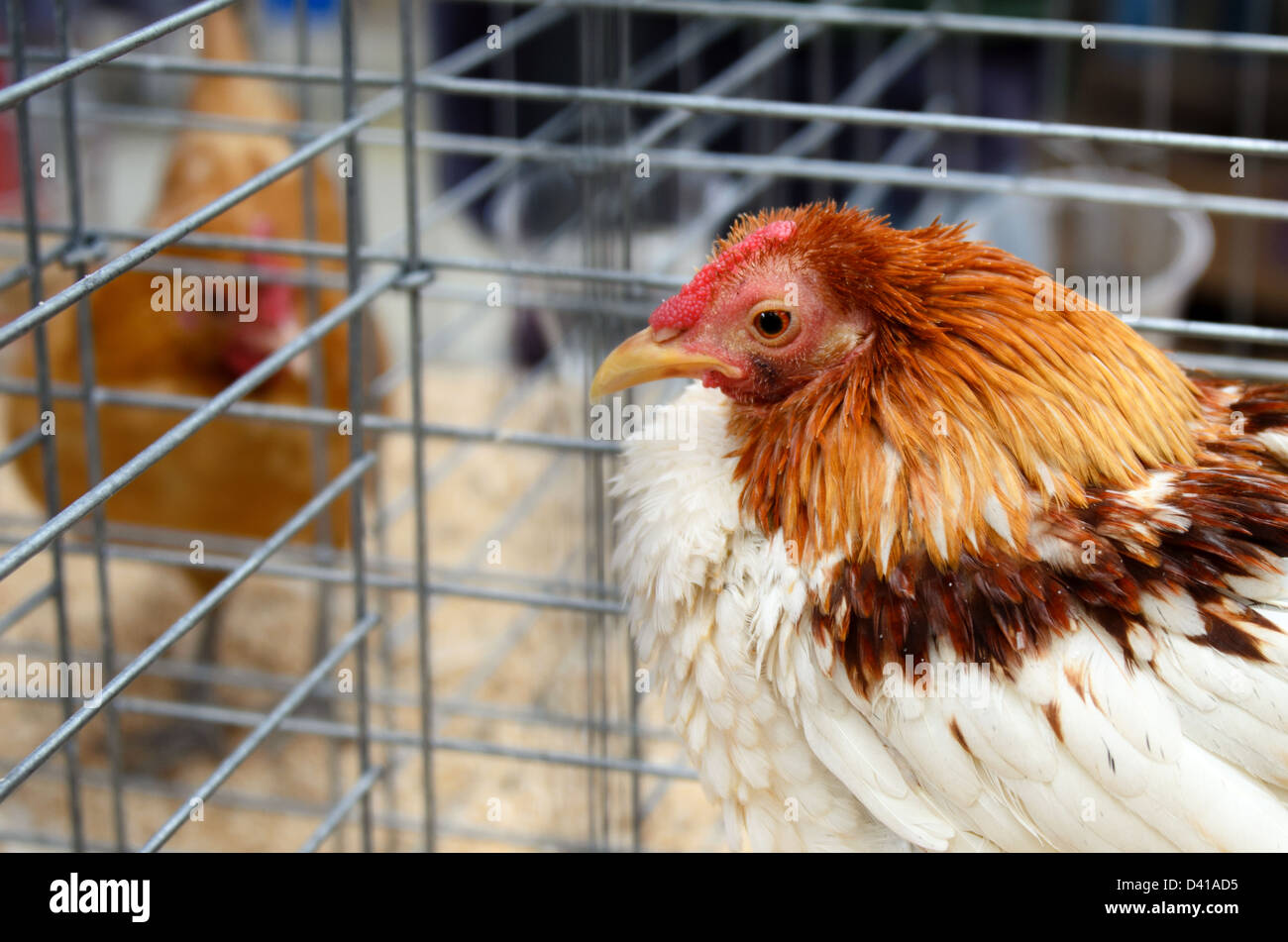 A prizewinning chicken at the Common Ground Fair, Unity, Maine Stock