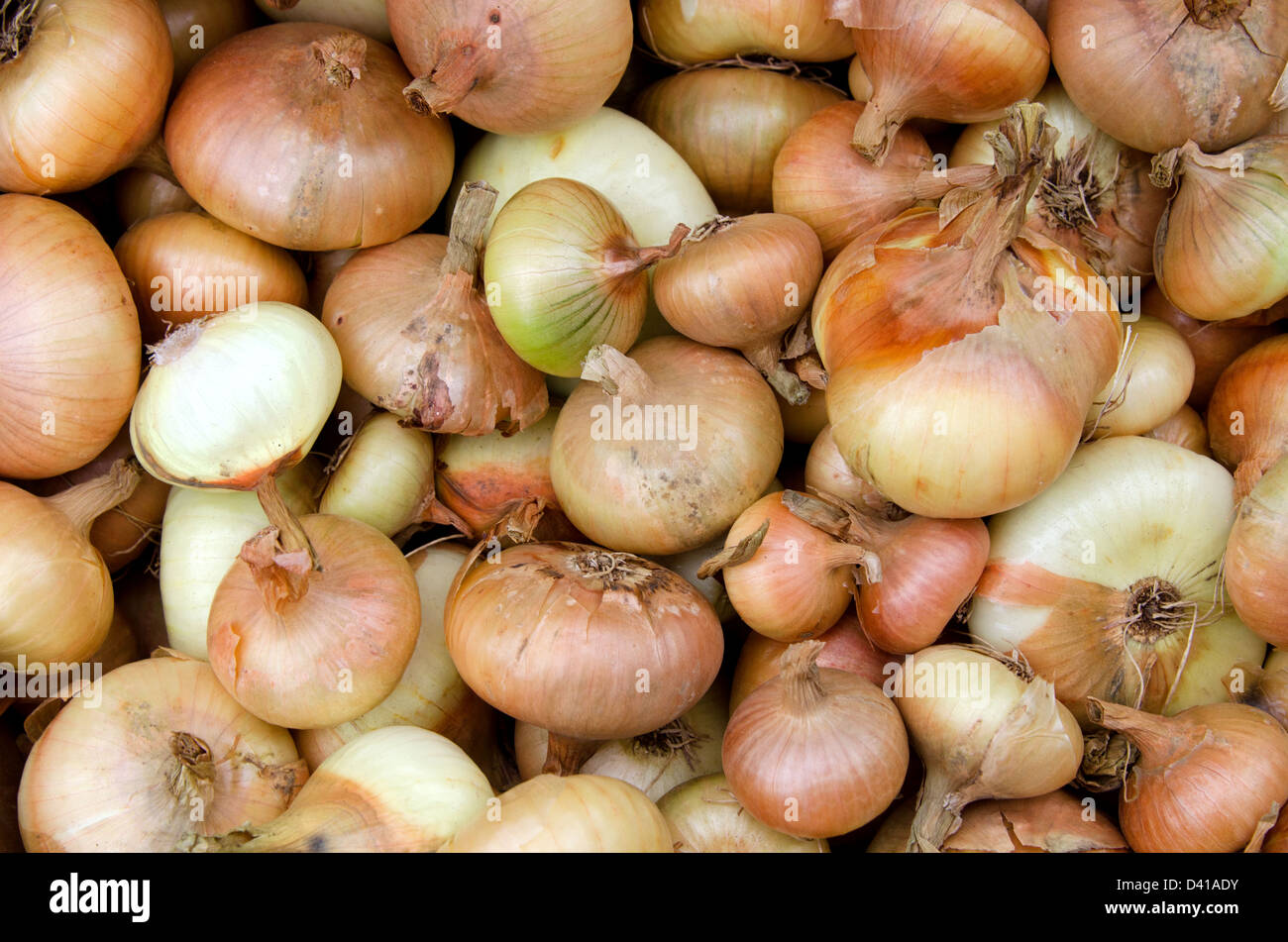 A pile of organic yellow onions at the Common Ground Fair farmer's market. Stock Photo
