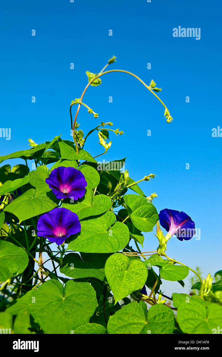 aqua planting Anubias nana petite (potted) – Aqua Forest Aquarium