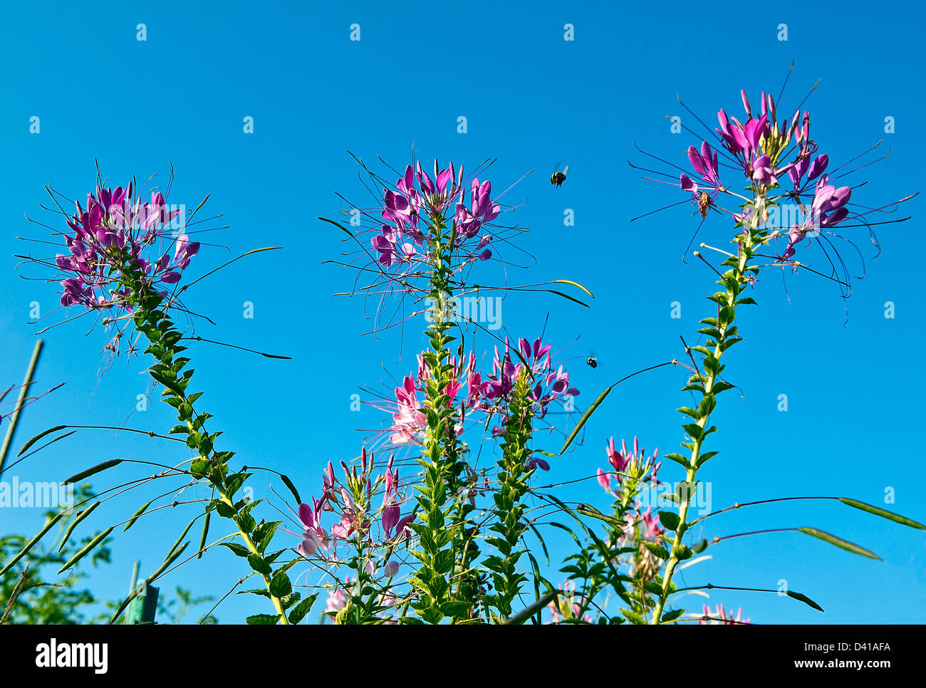 Bee searching for pollen from a flower. Stock Photo