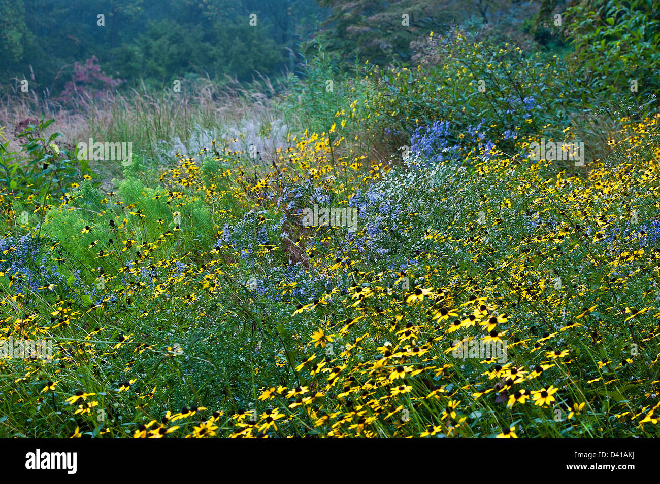 Medow wildflowers, Stock Photo