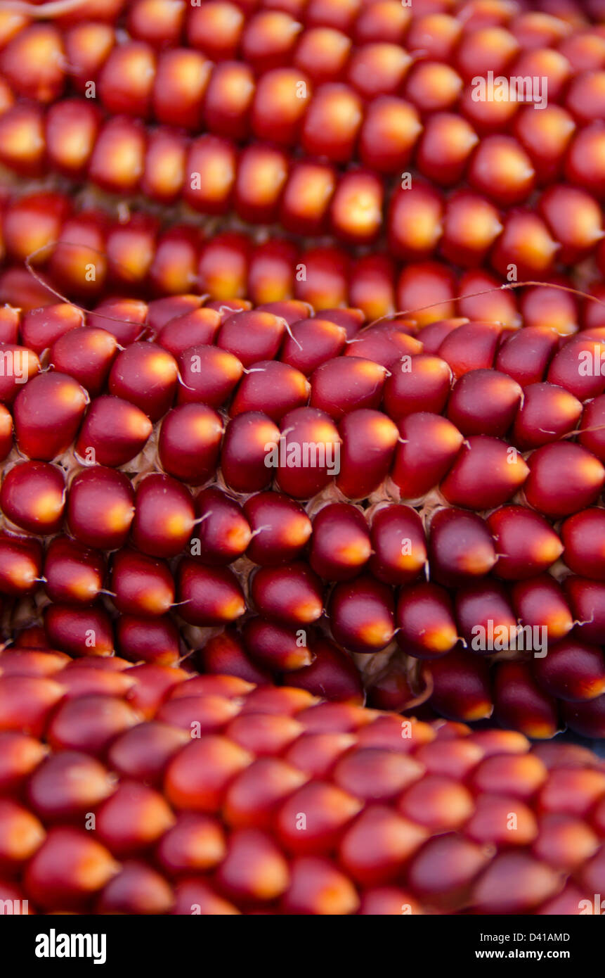 Red Corn High Resolution Stock Photography And Images Alamy Red Corn High Resolution Stock Photography And Images Alamy