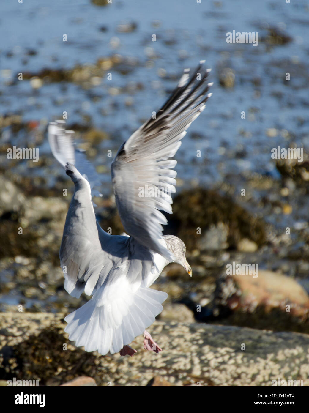 Landing bird motion flapping hi-res stock photography and images - Alamy