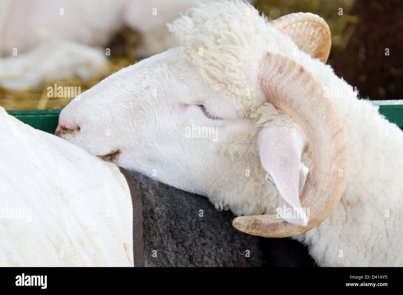 Sleeping sheep: a white ram dozes with its head on a neighbor's back Stock Photo