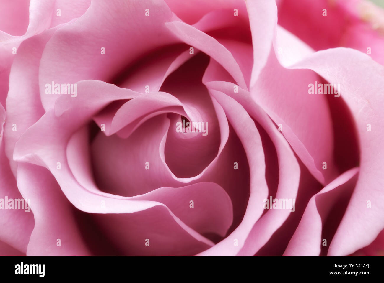 beautiful and perfect soft pink rose flower Stock Photo