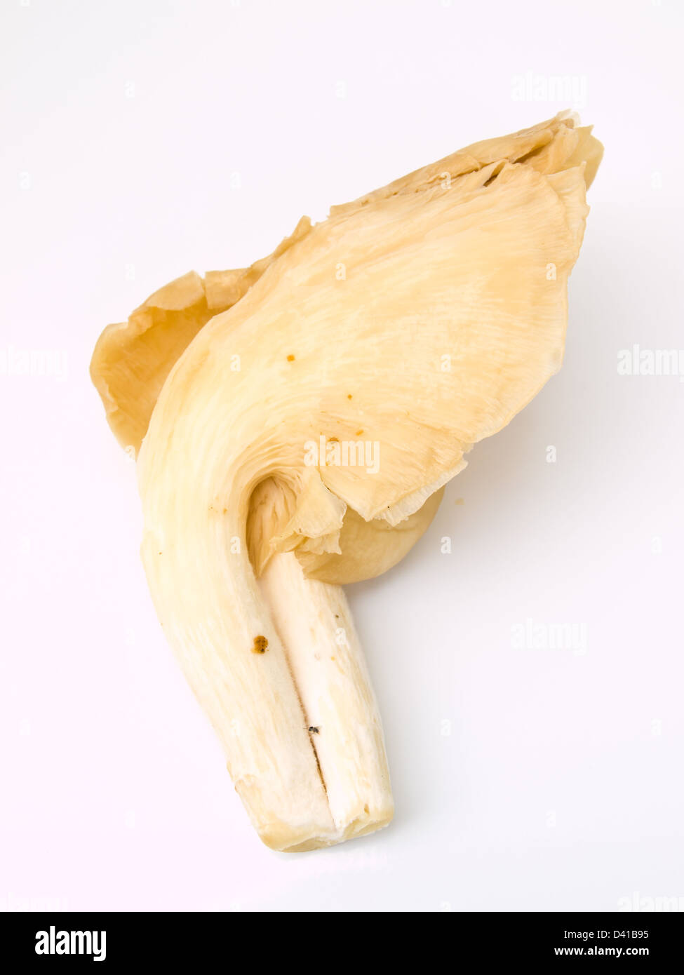 Sarjor-caju Mushroom , Pleurotus sajor-caju(Fr.) Sing , isolated on white background Stock Photo