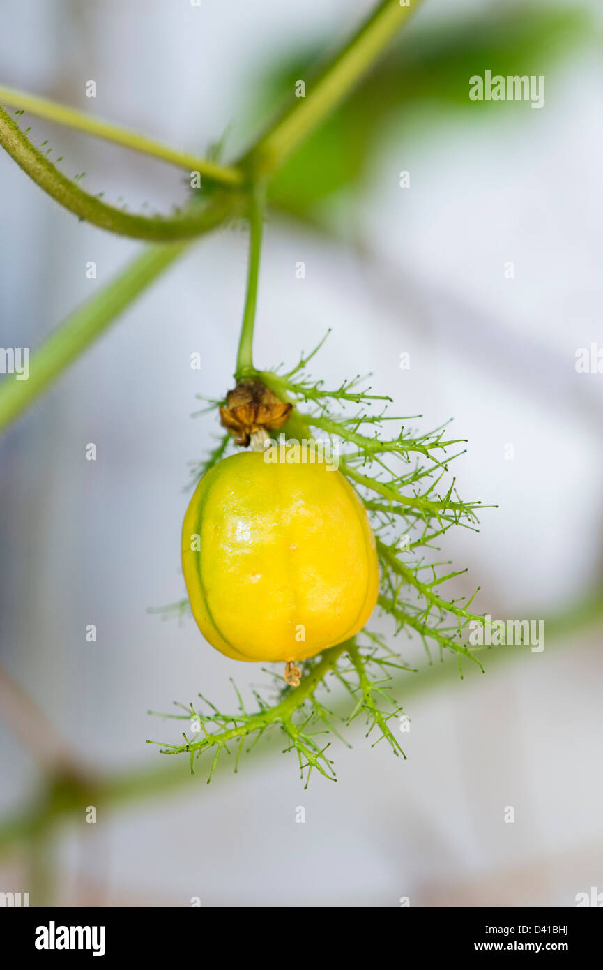 Passion flower seed pod hi-res stock photography and images - Alamy