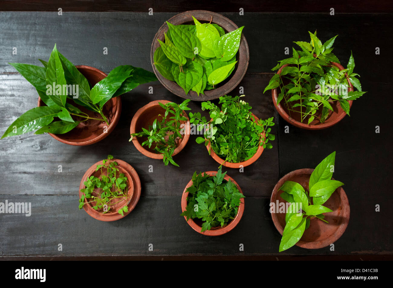 Medicinal herbs plants kept on pots, used for making medicine for ayurveda Stock Photo