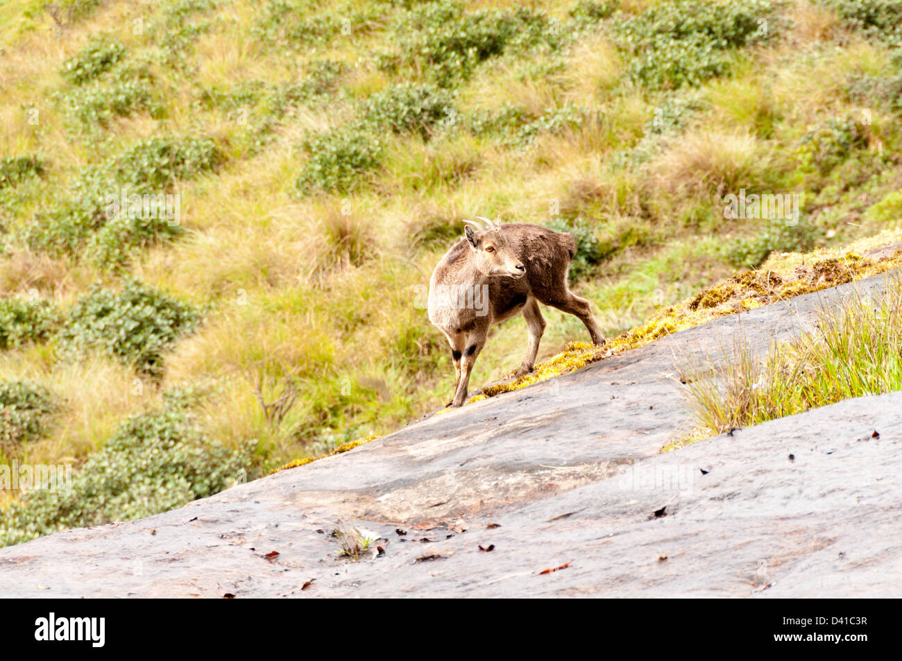 Nigiri tahr in Eravikulam national park Stock Photo