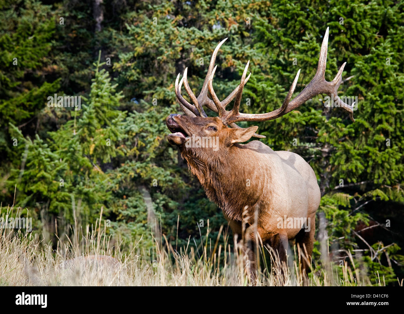 Male Bull Elk calling, Jasper National Park, Alberta, Canada. Stock Photo