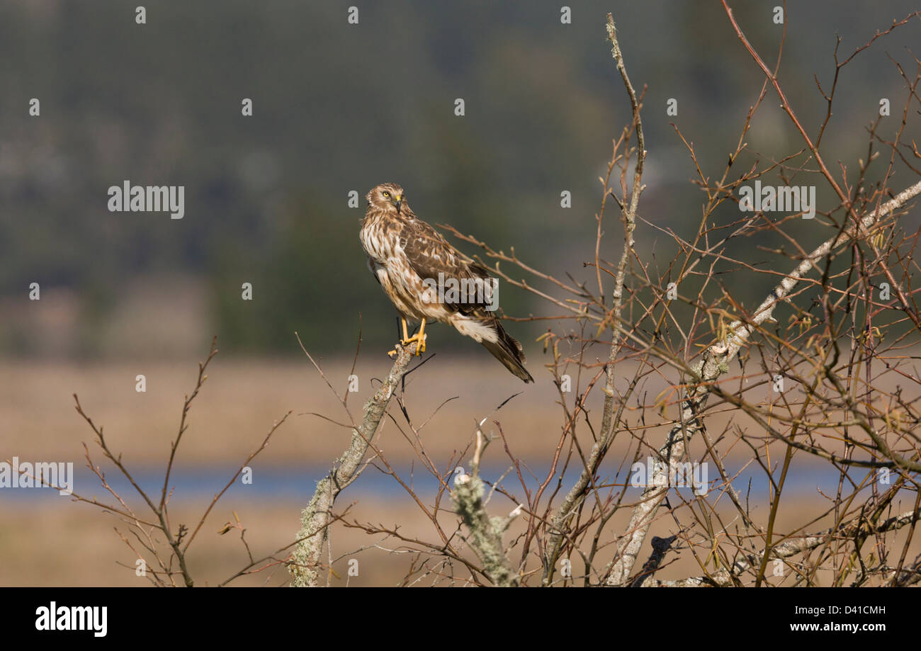 Northern Harrier (Circus cyaneus) perched in bush overlooking marshes in winter, North California, USA Stock Photo