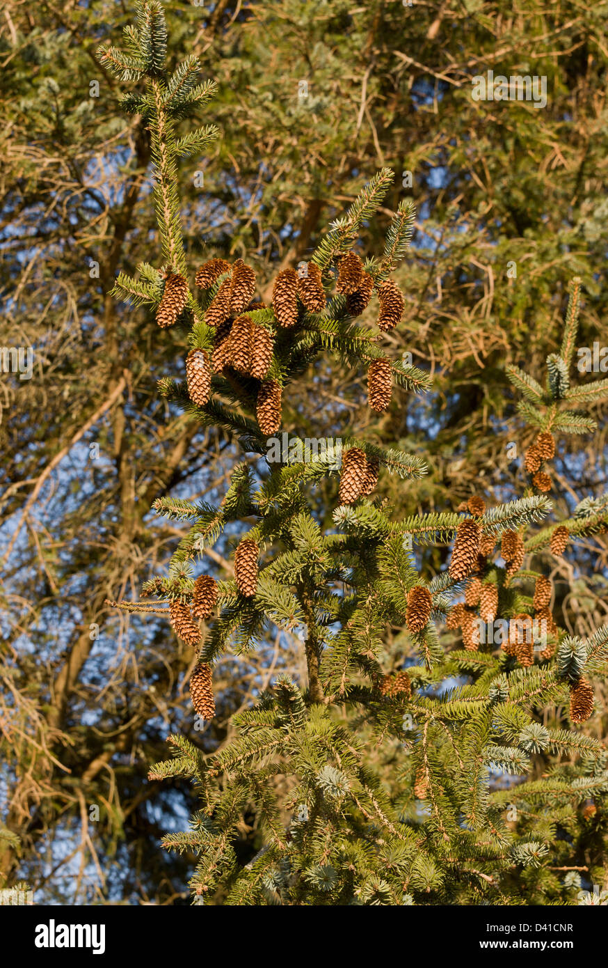 Sitka Spruce, Picea sitchensis, with mature cones Stock Photo
