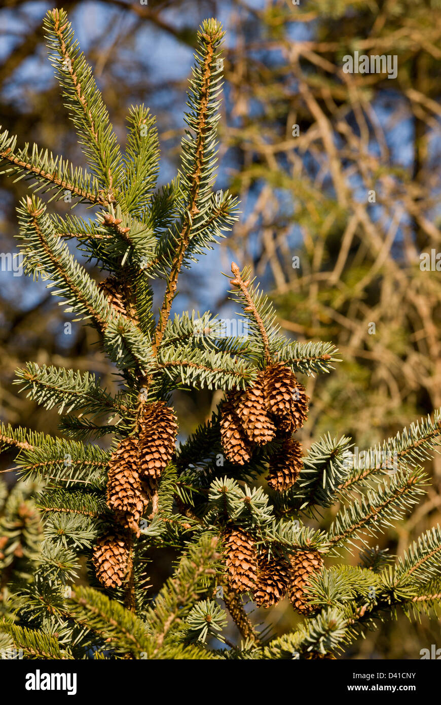 Sitka Spruce (Picea sitchensis) with mature cones, California, USA Stock Photo