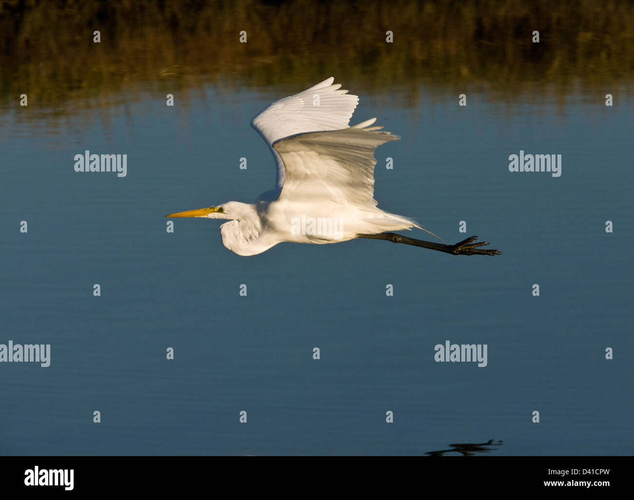 Great Egret (Great White Egret, in flight, California, USA Stock Photo