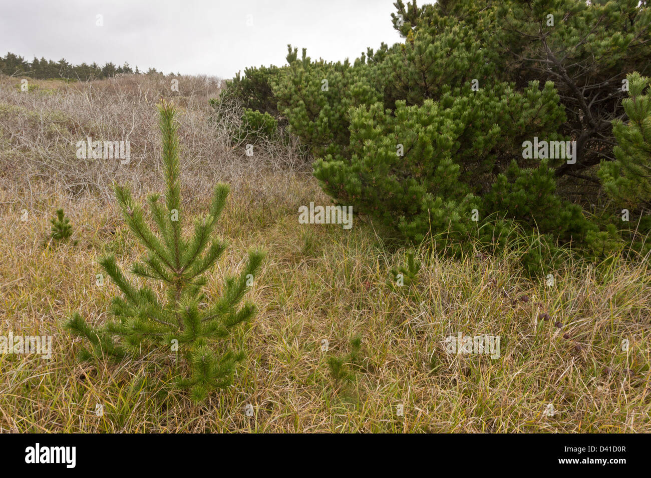 Shore Pine, Pinus contorta subsp. contorta, forming dwarfed native woodland on sand dunes near Arcata, north California. Stock Photo