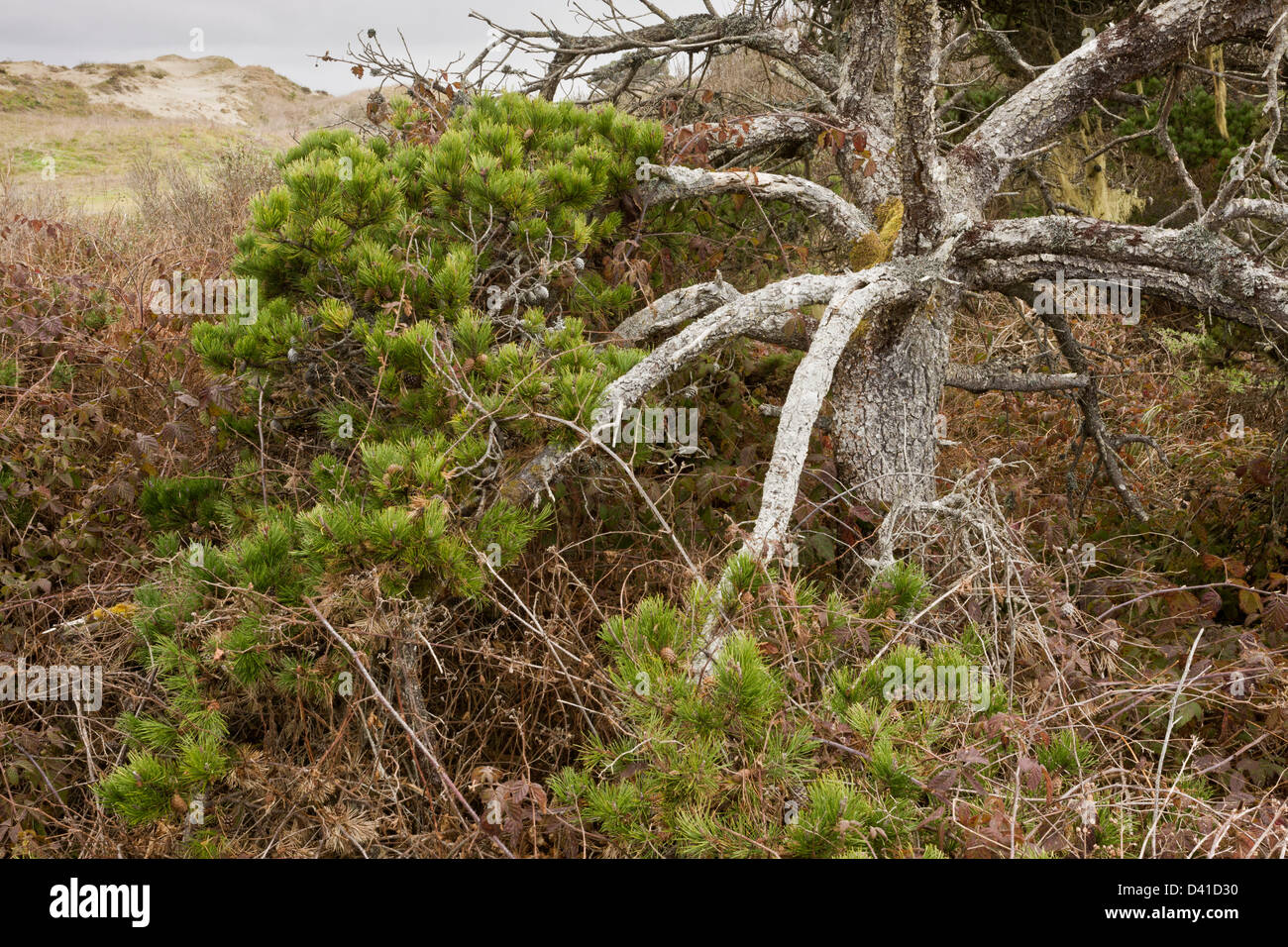 Shore Pine (Pinus contorta) forming dwarfed native woodland on sand dunes near Arcata, north California, USA Stock Photo