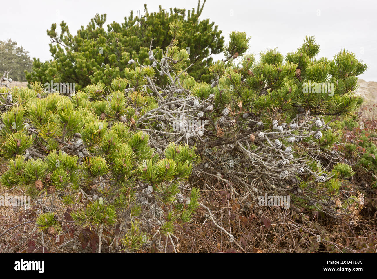 Shore Pine (Pinus contorta) forming dwarfed native woodland on sand dunes near Arcata, north California, USA Stock Photo