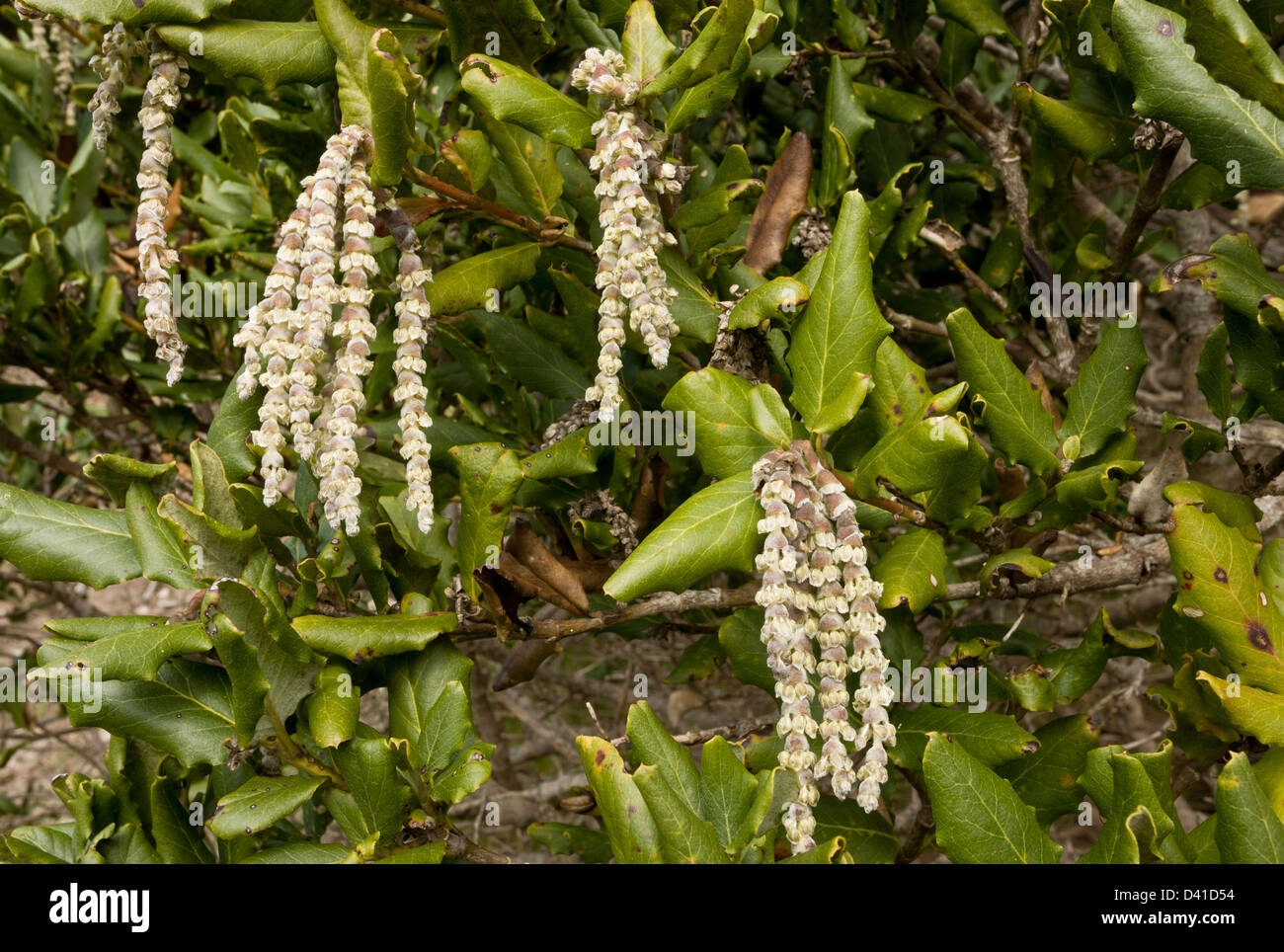Male catkins of Coast silk-tassel, silk tassel bush, wavyleaf silktassel, Garrya elliptica Stock Photo