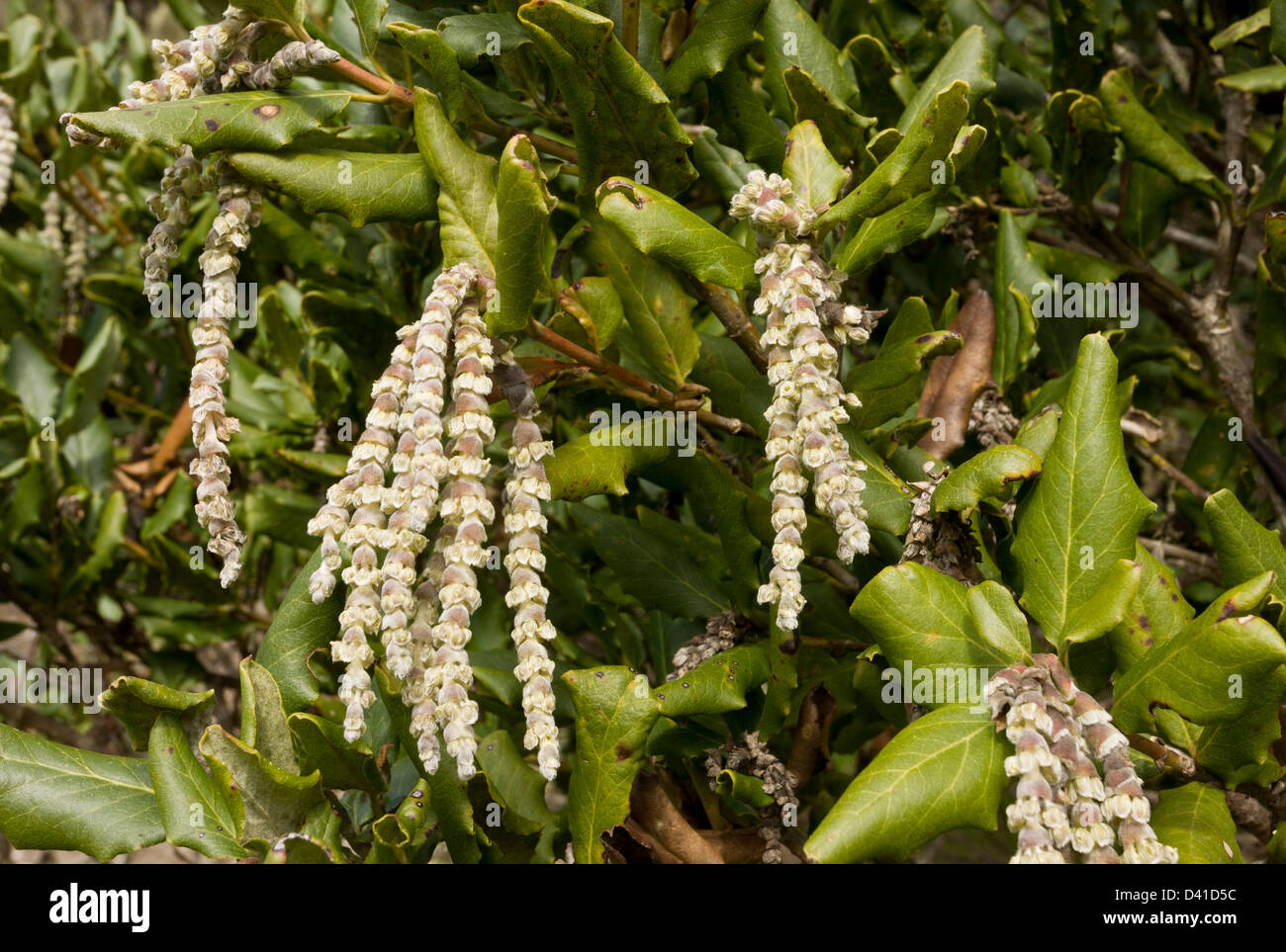 Male catkins of Coast silk-tassel (Garrya elliptica) close-up, California, USA Stock Photo