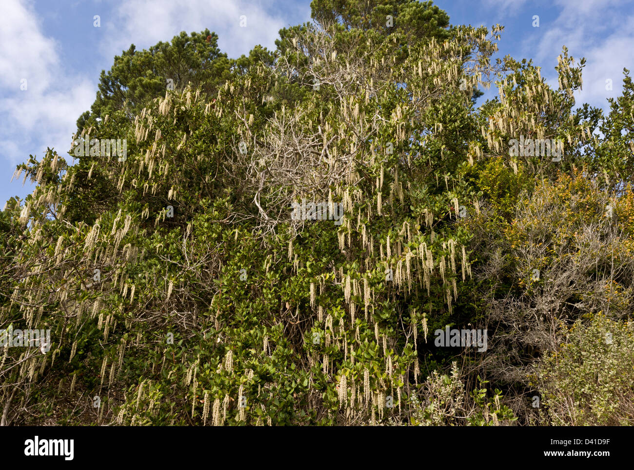 Male catkins of Coast silk-tassel (Garrya elliptica) growing in natural habitat on california coast, USA Stock Photo