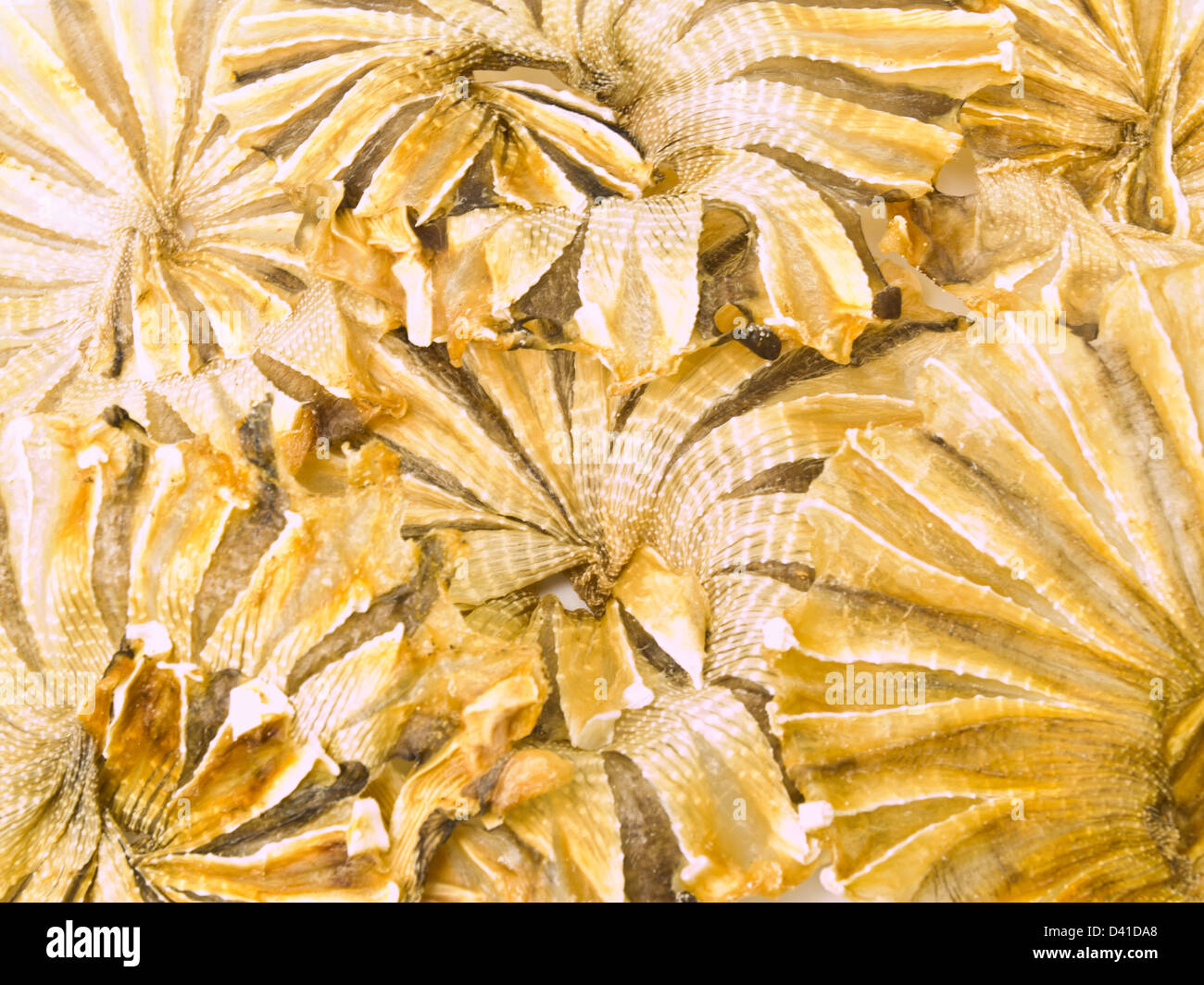 Round dried fishes from Thailand as background Stock Photo