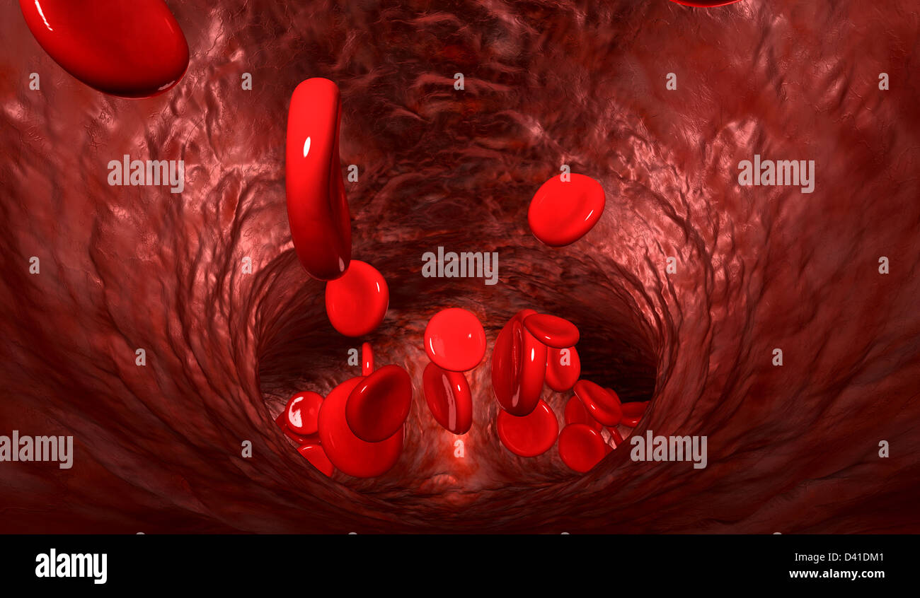 A macro closeup of a blood vein with red blood cells flowing through it ...