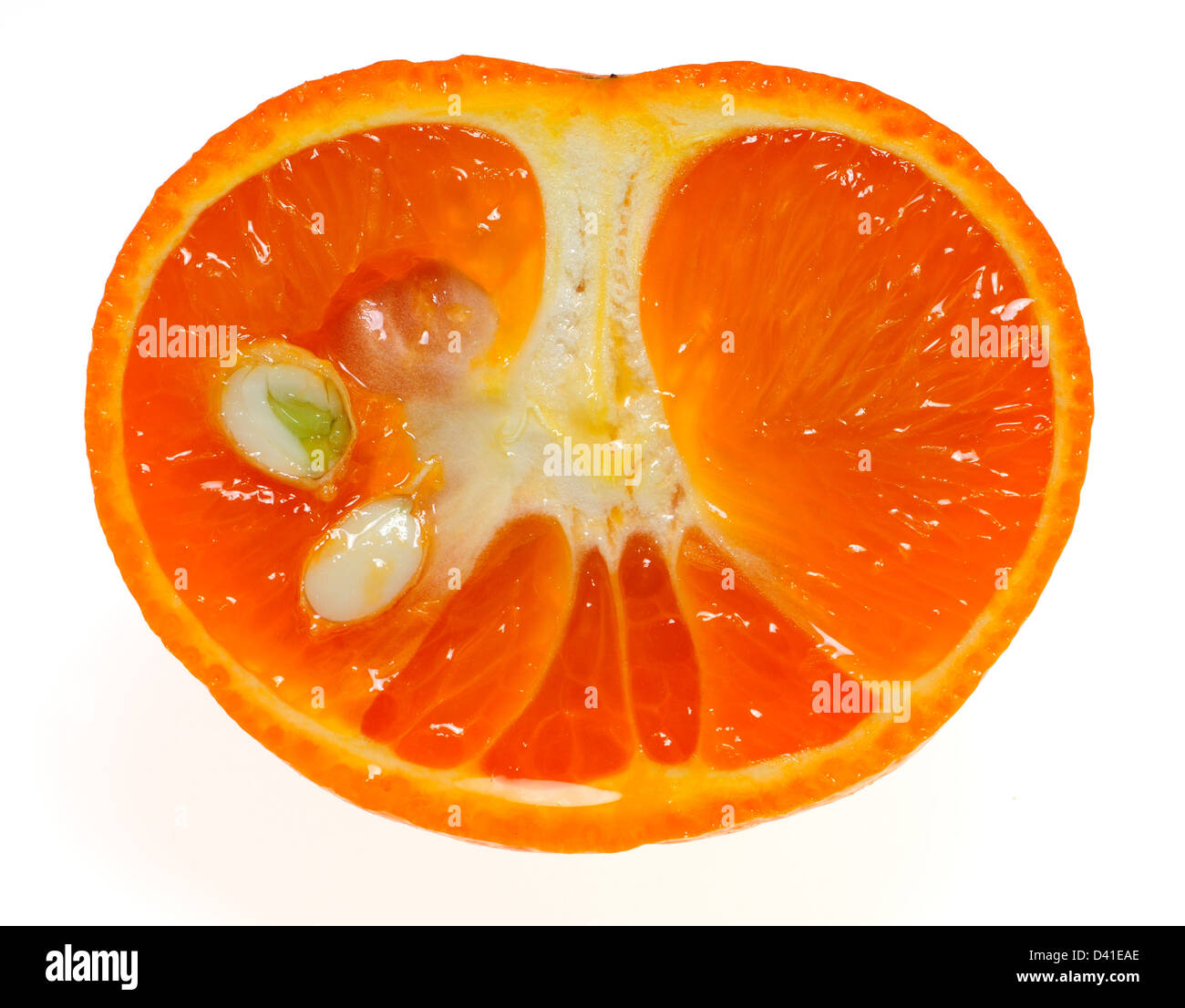 Mandarin orange cut in half, showing germinating seed Stock Photo Alamy