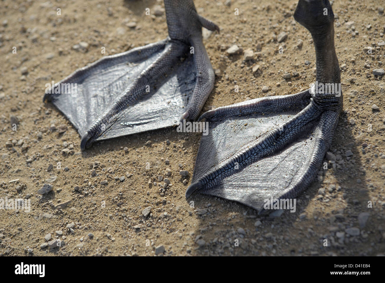 Drawings Of Swans Feet