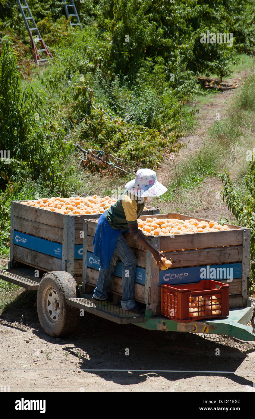 Peach farm Worker harvesting peaches near Montagu Western Cape South