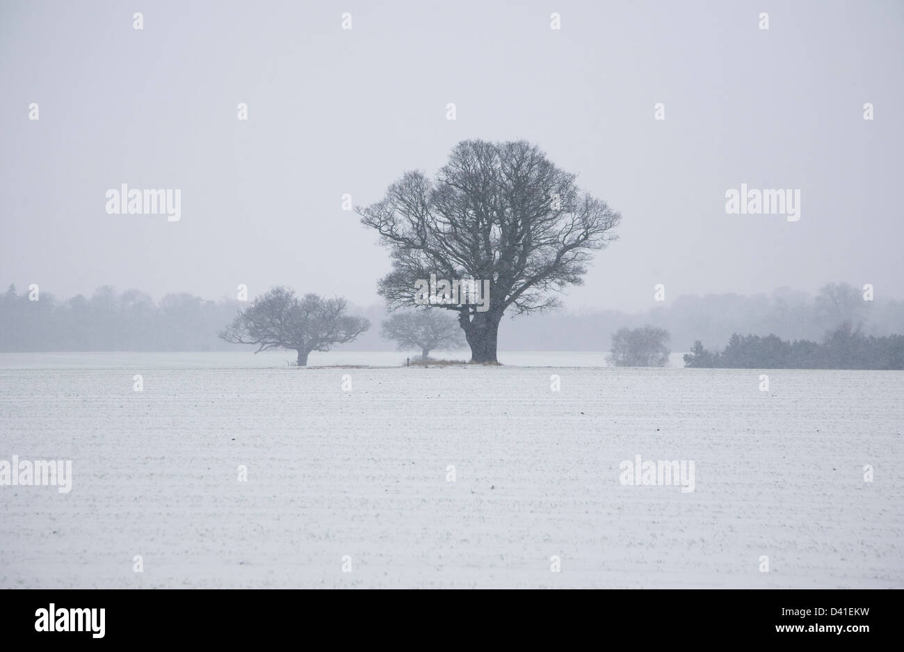 Winter landscape oak trees and fields in snow, Shottisham, Suffolk, England Stock Photo