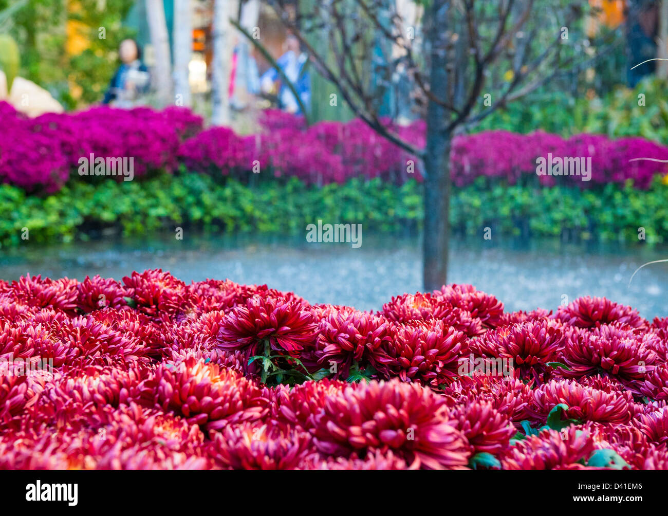 Fall season in Bellagio Hotel Conservatory & Botanical Gardens Stock Photo