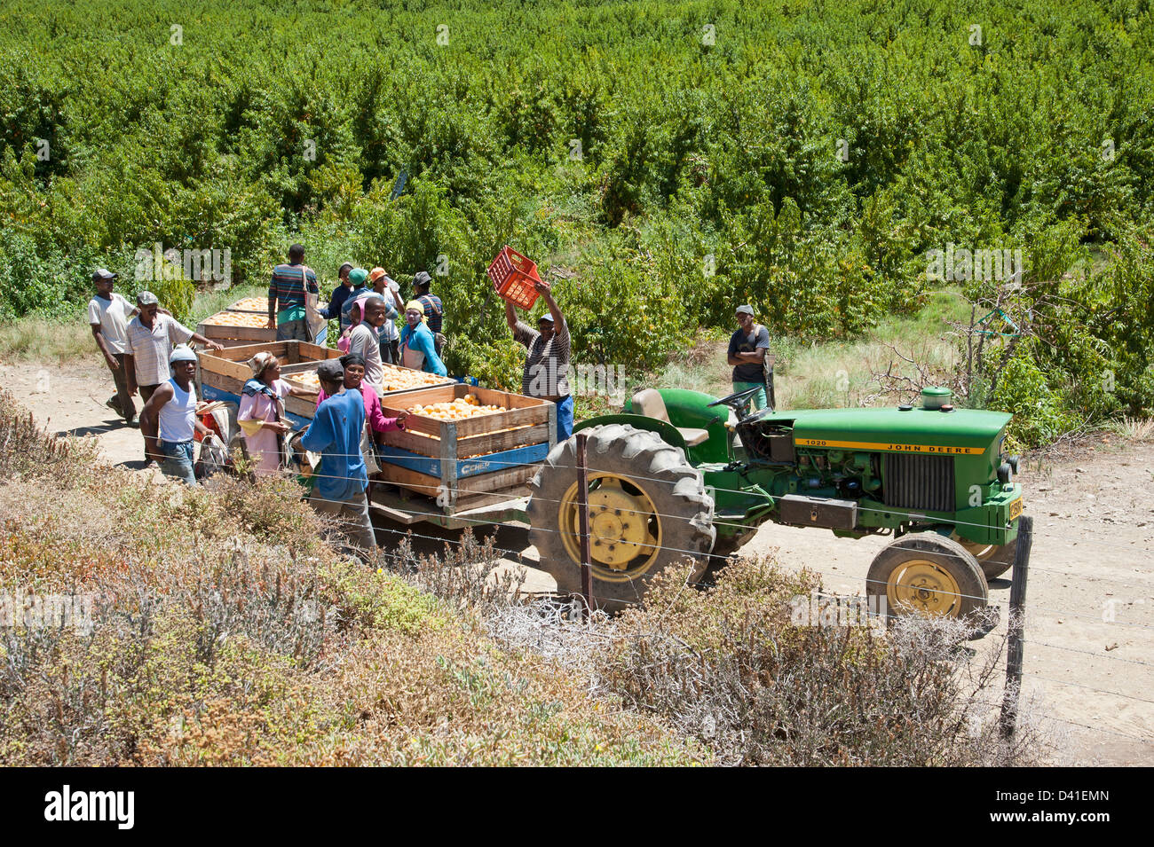 Peach farm Workers harvesting peaches near Montagu Western Cape South