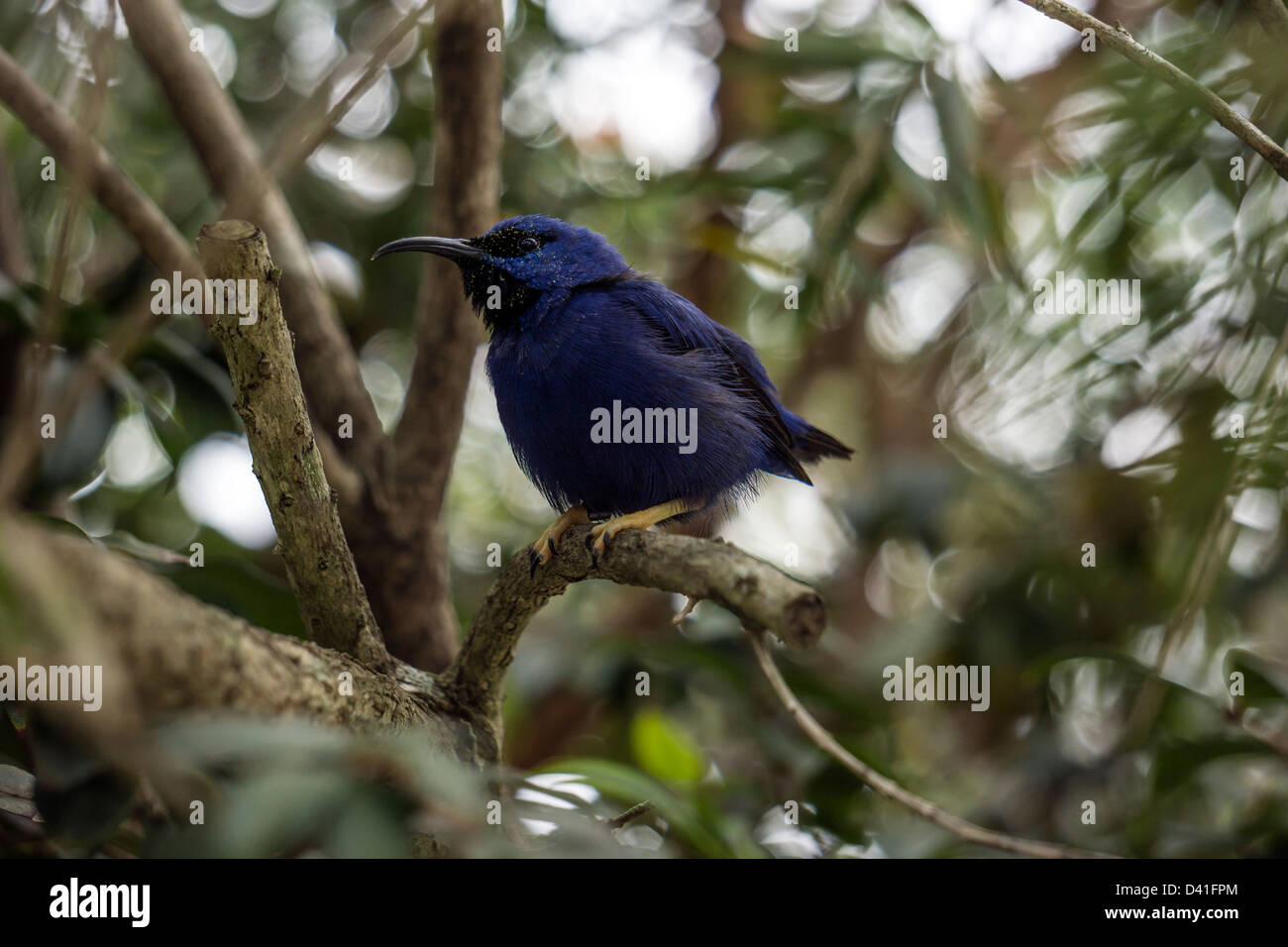 The Yellow-legged Honeycreeper is also commonly known as the Purple Sugarbird or the Purple Honeycreeper. Stock Photo