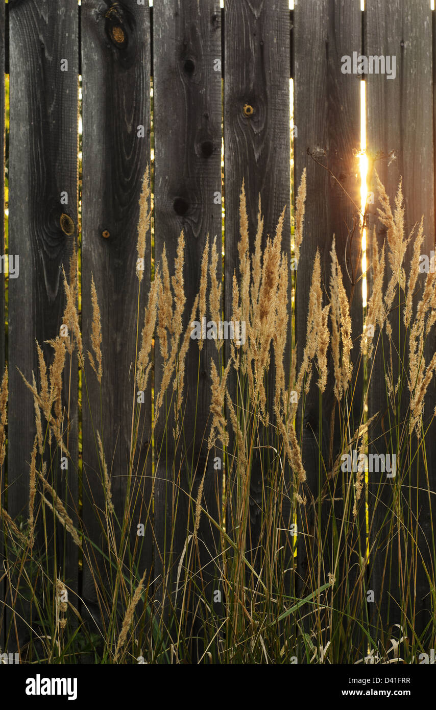 Old wooden fence and grass with ray of sunshine Stock Photo