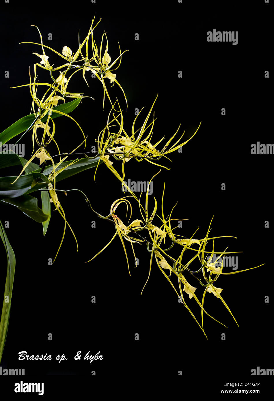 A tender yellow orchid brassia isolated on black background. Stock Photo