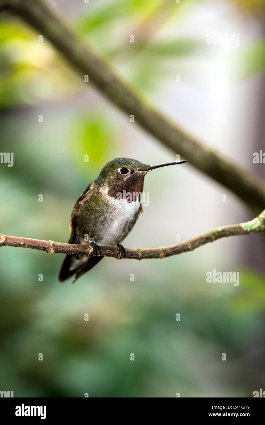 Hummingbird Rufuses Rufous Hummingbird (Selasphorus rufus) Perched in tree in South Florida ...