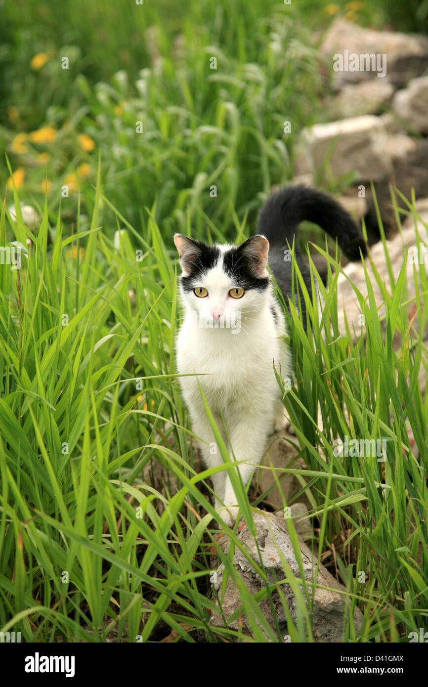 Cat in green grass Stock Photo - Alamy