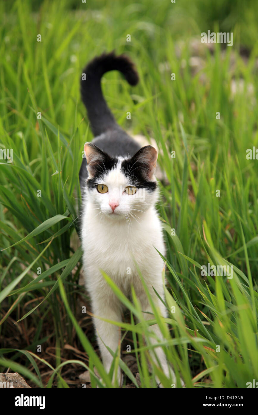 Curious cat in green grass Stock Photo