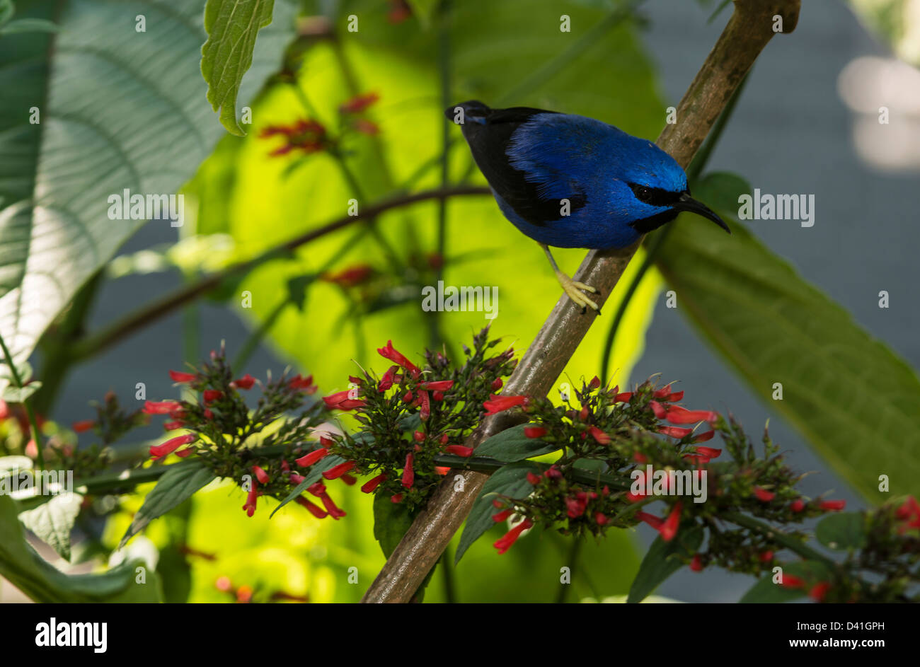 The Yellow-legged Honeycreeper is also commonly known as the Purple Sugarbird or the Purple Honeycreeper. Stock Photo