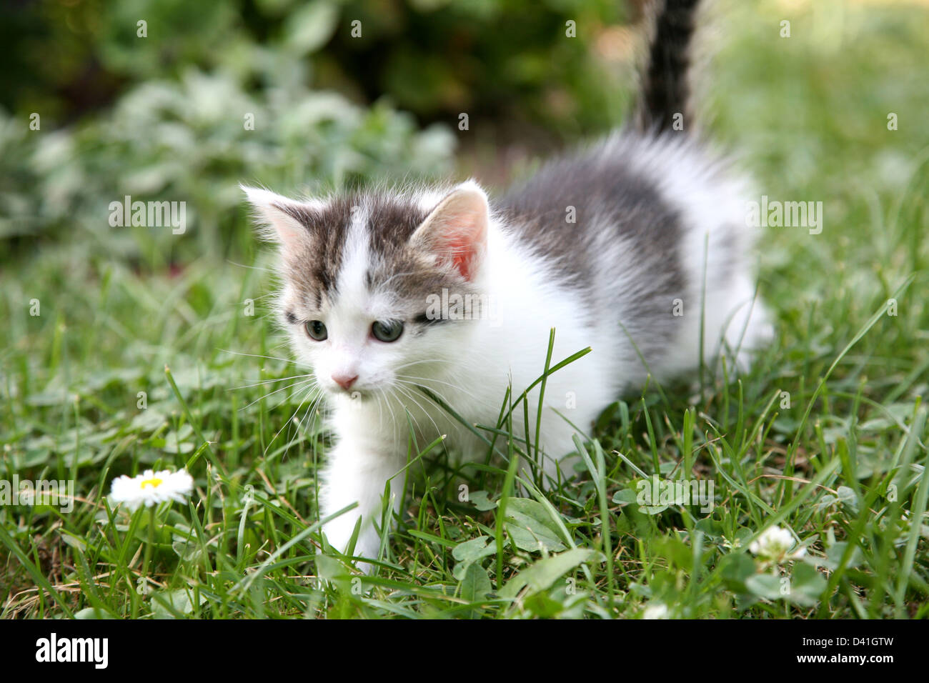 Kitten on the green grass Stock Photo - Alamy